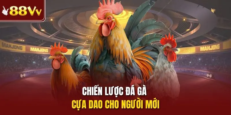 Chiến lược đá gà cựa dao cho người mới