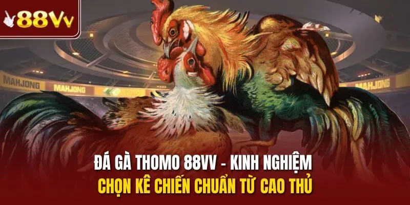 Đá gà Thomo