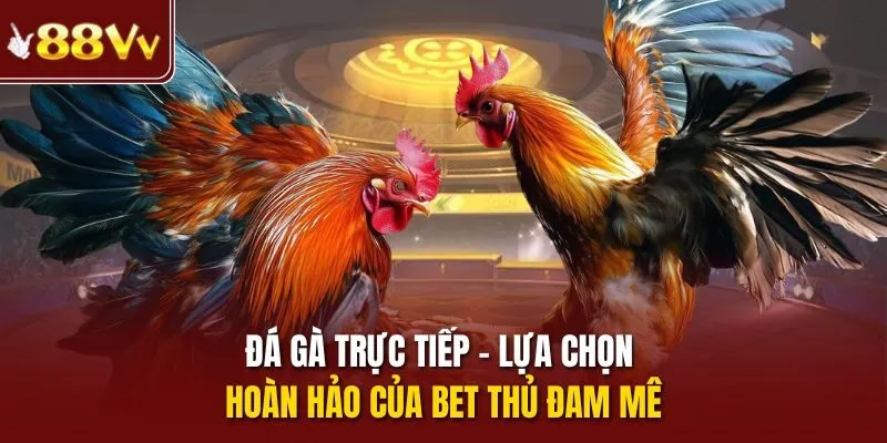 Đá gà trực tiếp - lựa chọn hoàn hảo của bet thủ đam mê