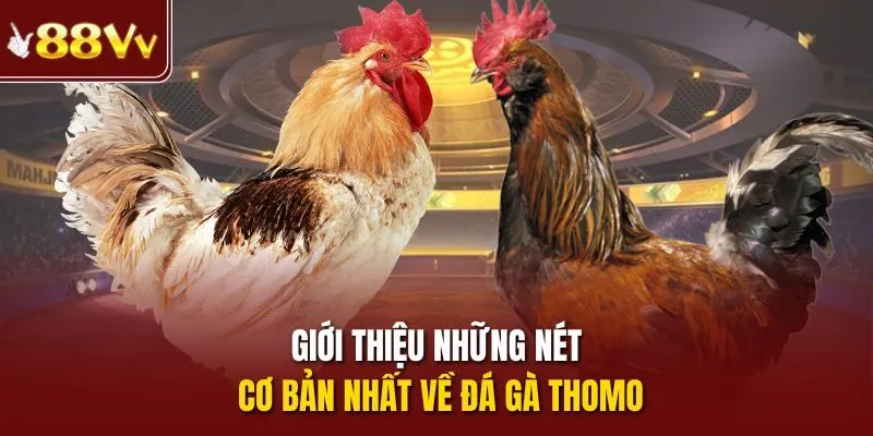 Giới thiệu những nét cơ bản nhất về đá gà Thomo