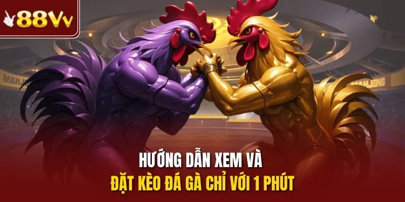 Hướng dẫn xem và đặt kèo đá gà chỉ với 1 phút