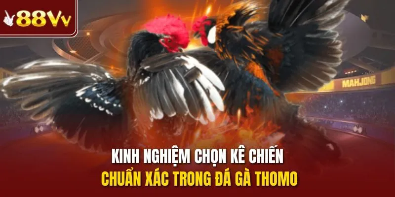 Kinh nghiệm chọn kê chiến chuẩn xác trong đá gà Thomo