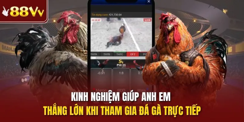 Kinh nghiệm giúp anh em thắng lớn khi tham gia đá gà trực tiếp