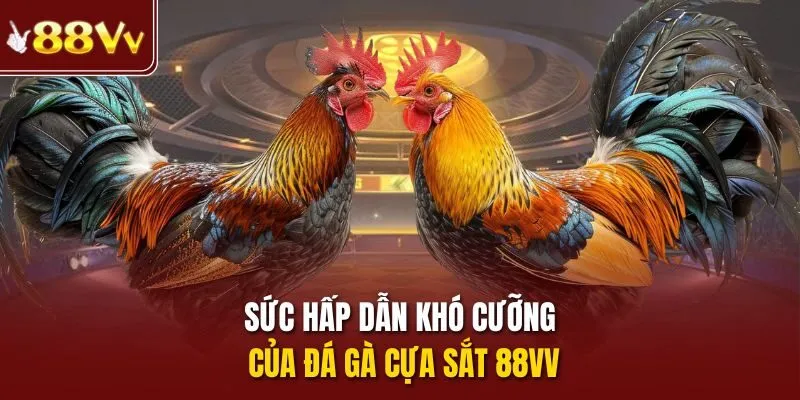 Sức hấp dẫn khó cưỡng của đá gà cựa sắt 88vv