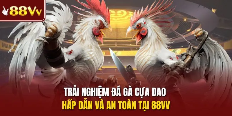Đá gà cựa dao